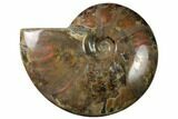Flashy Red Iridescent Ammonite #155232-1